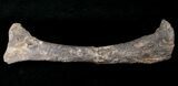 Dryosaurus Tibia - Bone Cabin Quarry, Wyoming #14726-2